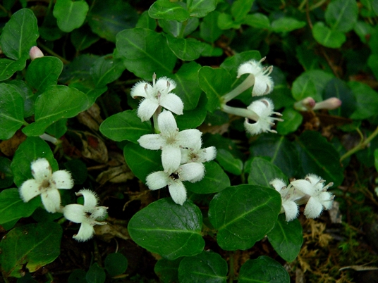 {Mitchella repens}